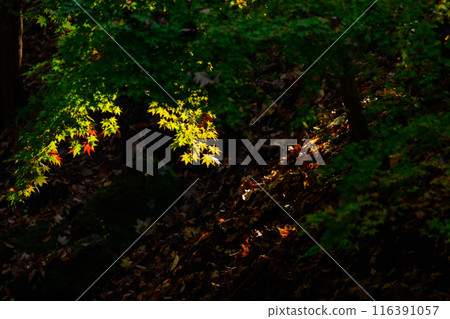 樹蔭下秋葉的聚光燈 116391057