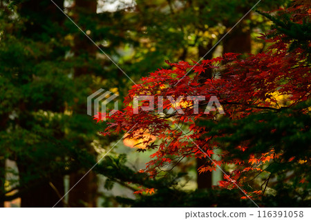 鮮紅的秋葉 116391058