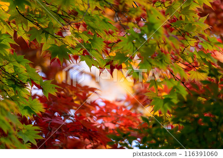 A colorful autumn leaves 116391060