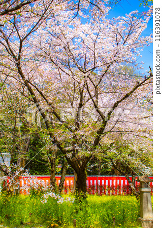 【京都風景】平野神社的櫻花 【京都風景】平野神社的櫻花 116391078