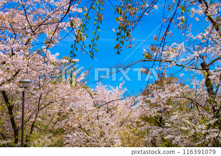 【京都風景】平野神社的櫻花 116391079
