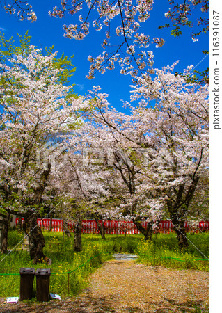 [Kyoto Scenery] Cherry blossoms at Hirano Shrine 116391087