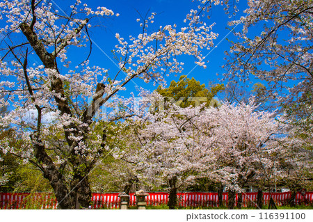 [Kyoto Scenery] Cherry blossoms at Hirano Shrine 116391100