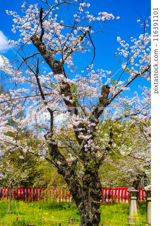 【京都風景】平野神社的櫻花 116391101
