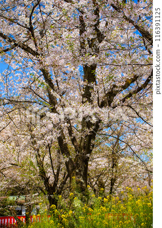 【京都風景】平野神社的櫻花 【京都風景】平野神社的櫻花 116391125