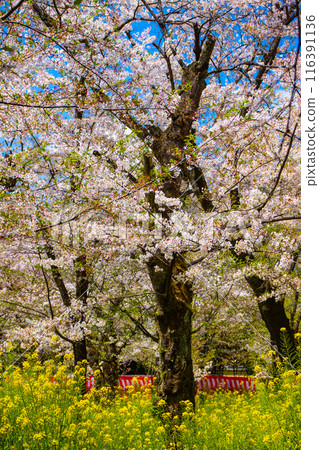 【京都風景】平野神社的櫻花 116391136