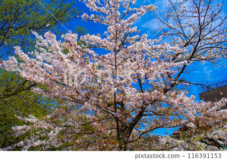 [Kyoto Scenery] Cherry blossoms at Hirano Shrine 116391153