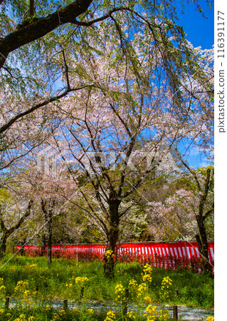 【京都風景】平野神社的櫻花 【京都風景】平野神社的櫻花 116391177