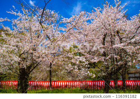 【京都風景】平野神社的櫻花 【京都風景】平野神社的櫻花 116391182
