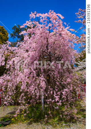 【京都風景】平野神社的櫻花 【京都風景】平野神社的櫻花 116391196