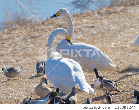 鴨子和天鵝相處得很好 116391244