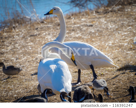 A swan gets ahead of a duck A swan gets ahead of a duck 116391247