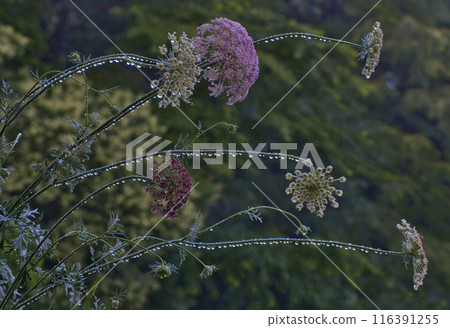 繡球花繡球花 繡球花繡球花 116391255