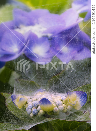 Hydrangea wet in the rain Hydrangea wet in the rain 116391432