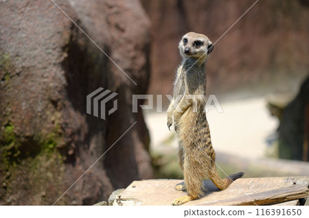 看看Meerkat 看看Meerkat 116391650