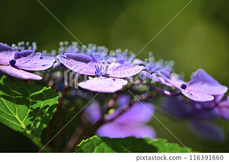繡球 116391660