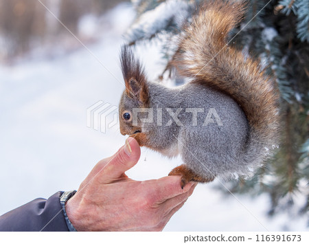Squirrel eats nuts from a man's hand. Caring for animals in winter or autumn. 116391673