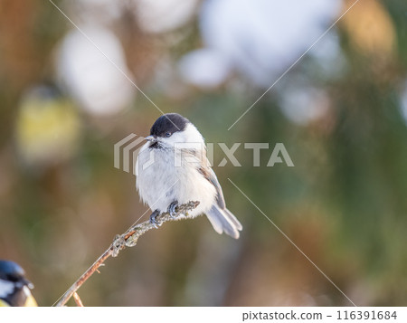 Cute bird the willow tit, song bird sitting on a branch without leaves in the winter. Cute bird the willow tit, song bird sitting on a branch without leaves in the winter. 116391684