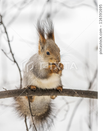The squirrel with nut sits on tree in the winter or late autumn 116391695
