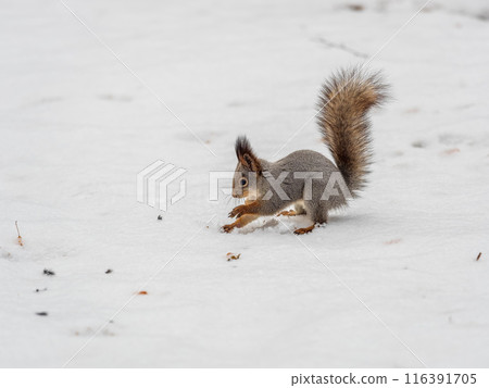 Squirrel hides nuts in the white snow 116391705