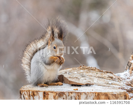 A squirrel sits on a stump and eats nuts in autumn. A squirrel sits on a stump and eats nuts in autumn. 116391708
