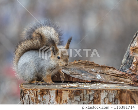 A squirrel sits on a stump and eats nuts in autumn. A squirrel sits on a stump and eats nuts in autumn. 116391714