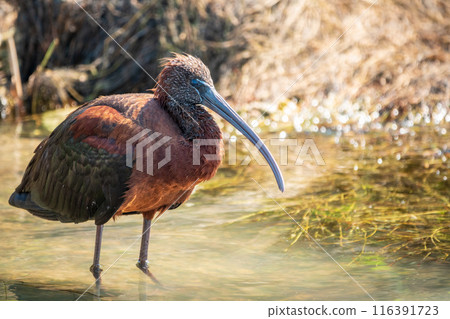 The glossy ibis, latin name Plegadis falcinellus, searching for food in the shallow lagoon. The glossy ibis, latin name Plegadis falcinellus, searching for food in the shallow lagoon. 116391723