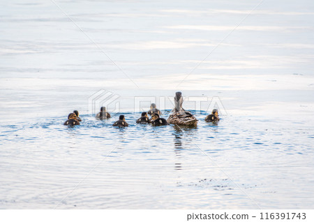 A family of ducks, a duck and its little ducklings are swimming in the water. The duck takes care of its newborn ducklings. Mallard, lat. Anas platyrhynchos 116391743