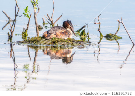 Great Crested Grebe, Podiceps cristatus, water bird sitting on the nest, nesting time on the green lake 116391752
