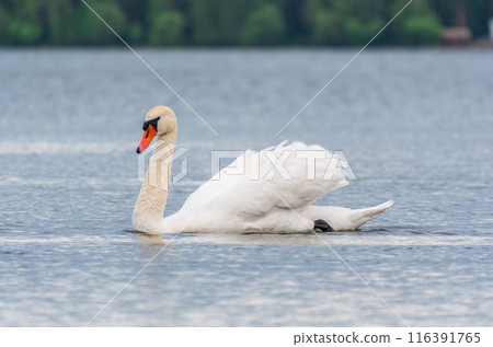 Graceful white Swan swimming in the lake, swans in the wild. Portrait of a white swan swimming on a lake. 116391765