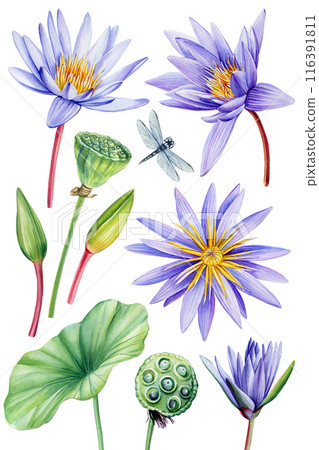 set purple lotus flowers, leaf, bud, seed. Watercolor floral illustration, hand drawing violet lotus isolated, tropical 116391811
