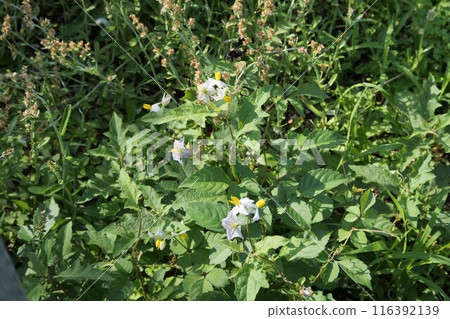 Horsenettle flowers are blooming Horsenettle flowers are blooming 116392139