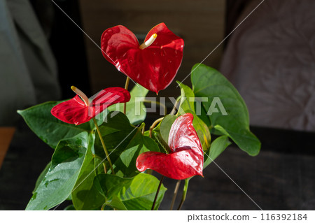 Anthurium buds on black background. Red home flower with a yellow center. Flower in the shape of a heart. Anthurium andraeanum Araceae or Arum symbolize hospitality. Red flamingo anthurium Anthurium buds on black background. Red home flower with a yellow center. Flower in the shape of a heart. Anthurium andraeanum Araceae or Arum symbolize hospitality. Red flamingo anthurium 116392184