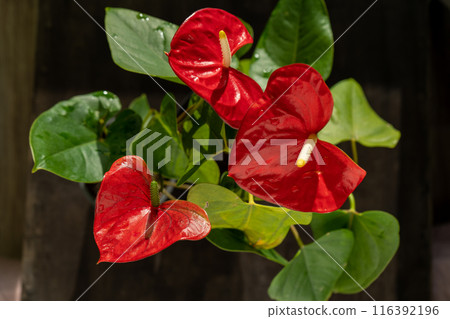 Anthurium buds on black background. Red home flower with a yellow center. Flower in the shape of a heart. Anthurium andraeanum Araceae or Arum symbolize hospitality. Red flamingo anthurium Anthurium buds on black background. Red home flower with a yellow center. Flower in the shape of a heart. Anthurium andraeanum Araceae or Arum symbolize hospitality. Red flamingo anthurium 116392196