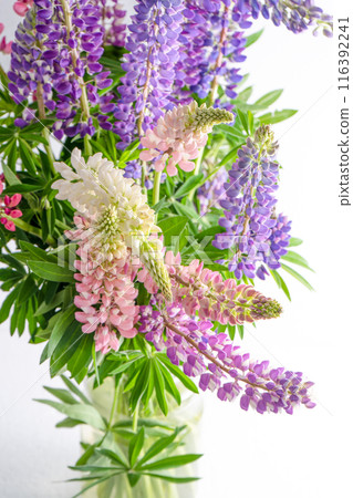 A bouquet of lupines in a basket. Multicolored summer flowers pink and purple on grey background. Lupine flower buds. Summer floral background A bouquet of lupines in a basket. Multicolored summer flowers pink and purple on grey background. Lupine flower buds. Summer floral background 116392241