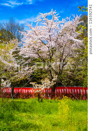 [Kyoto Scenery] Cherry blossoms at Hirano Shrine 116392541