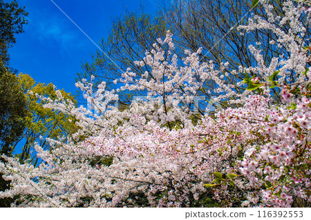 [Kyoto Scenery] Cherry blossoms at Hirano Shrine 116392553
