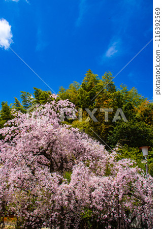 【京都風景】平野神社的櫻花 116392569