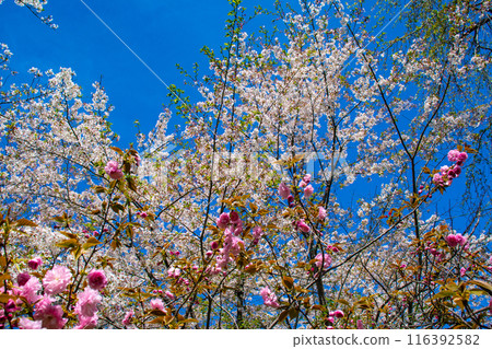【京都風景】平野神社的櫻花 116392582