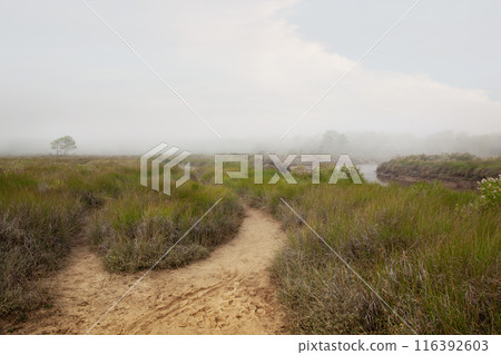 Fog landscape in the French moors 116392603