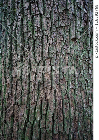 Vertical trunk of camphor tree in park 116392769