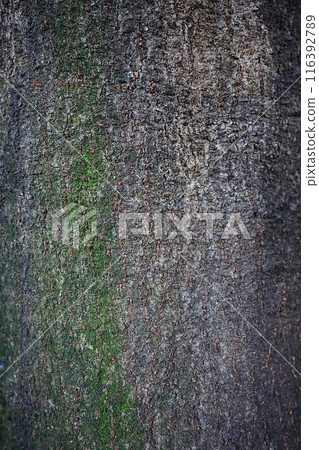 Vertical trunk of a white oak tree in a park Vertical trunk of a white oak tree in a park 116392789
