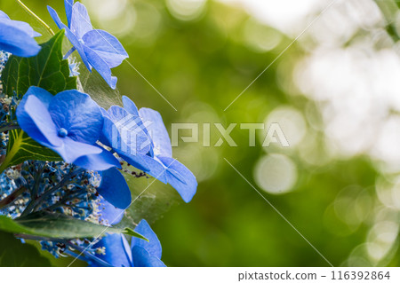 藍色繡球花 藍色繡球花 116392864