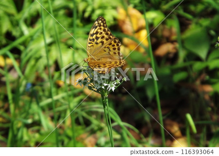 Green fritillary sucking nectar from flowers 116393064