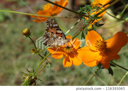 被繪的花蜜花 116393065