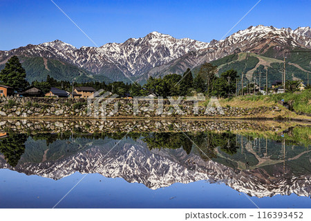北阿爾卑斯山脈,稻田中倒映著殘雪 北阿爾卑斯山脈,稻田中倒映著殘雪 116393452