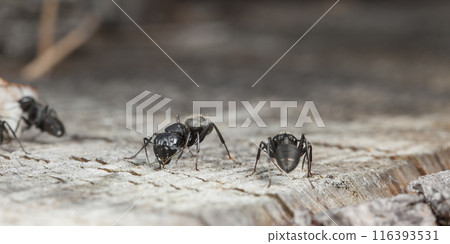 big forest ants in a native habitat big forest ants in a native habitat 116393531