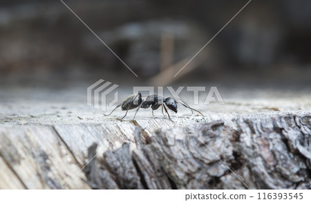 big forest ants in a native habitat big forest ants in a native habitat 116393545