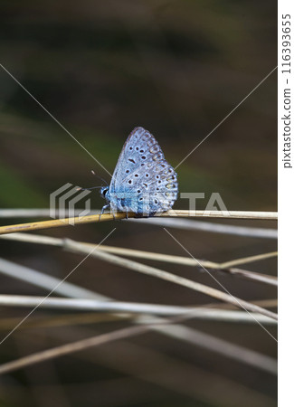butterfly, a picture it is made in the field, in a native habitat 116393655