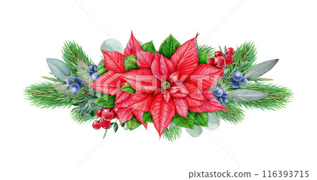 Winter season vintage style floral decor with poinsettia and pine. Watercolor illustration. Christmas time festive painted decoration with conifer, eucalyptus, berries, poinsettia. White background Winter season vintage style floral decor with poinsettia and pine. Watercolor illustration. Christmas time festive painted decoration with conifer, eucalyptus, berries, poinsettia. White background 116393715